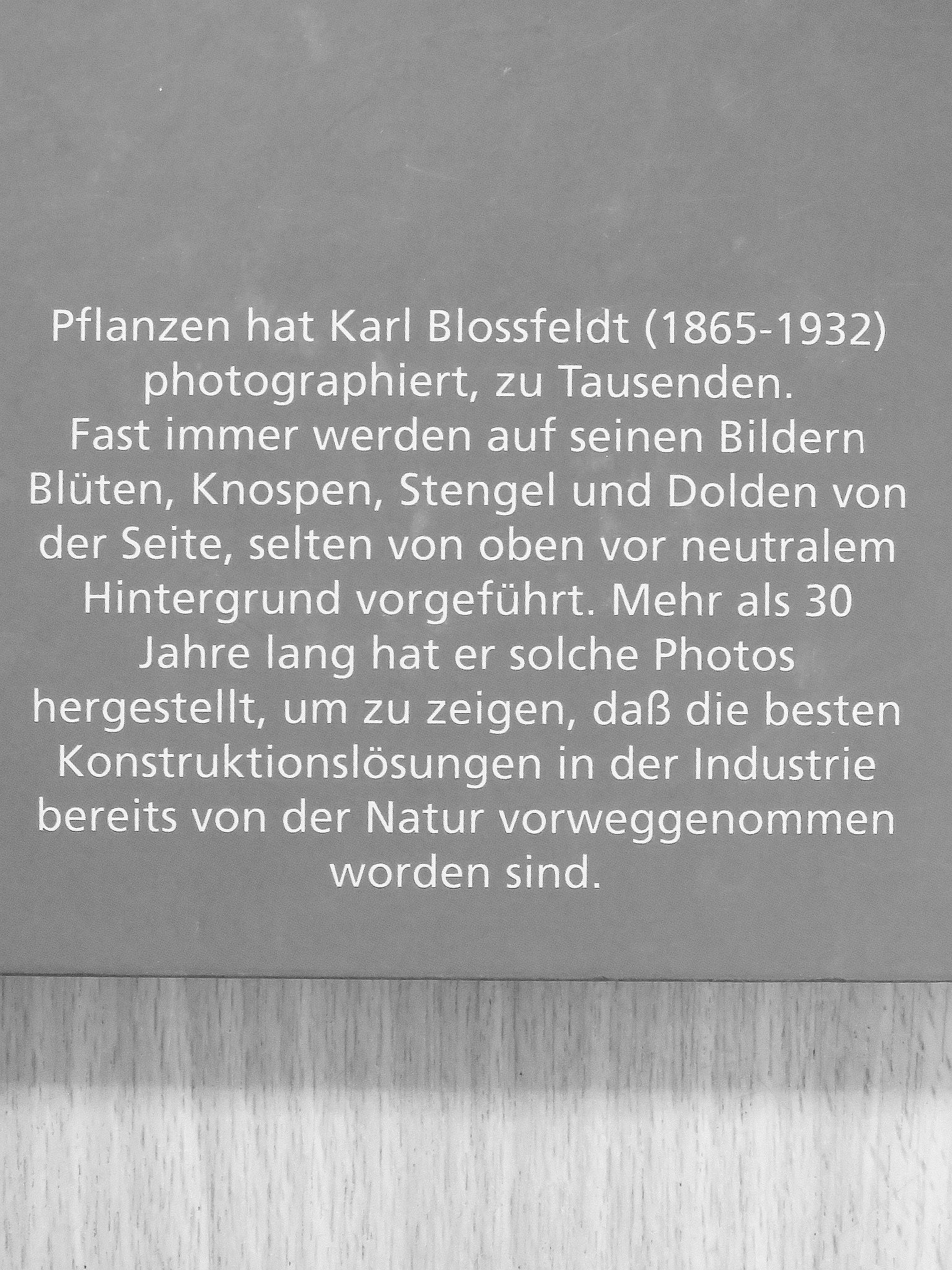 Rolf Sachsse - Karl Blossfeldt [antikvár]