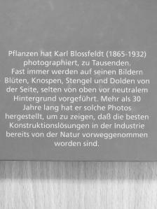 Rolf Sachsse - Karl Blossfeldt [antikvár]