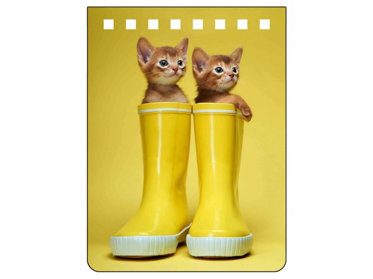 NA703 - Abyssinians Notebook A7