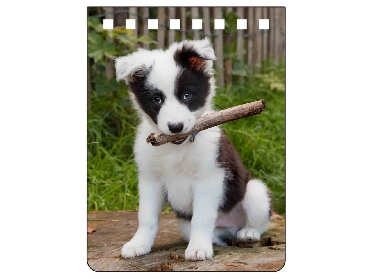 NA704 - Border Collie Notebook A7