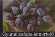 BRÓZIK SÁNDOR - Gyümölcsfajta-ismertető [antikvár]