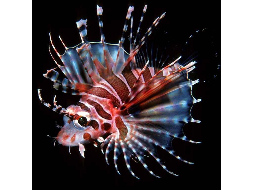 MCA34 - ZEBRA LIONFISH 3D KÉPESLAP