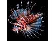 MCA34 - ZEBRA LIONFISH 3D KÉPESLAP