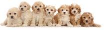 MPS56 - SEVEN PUPPIES - 3D KÖNYVJELZŐ
