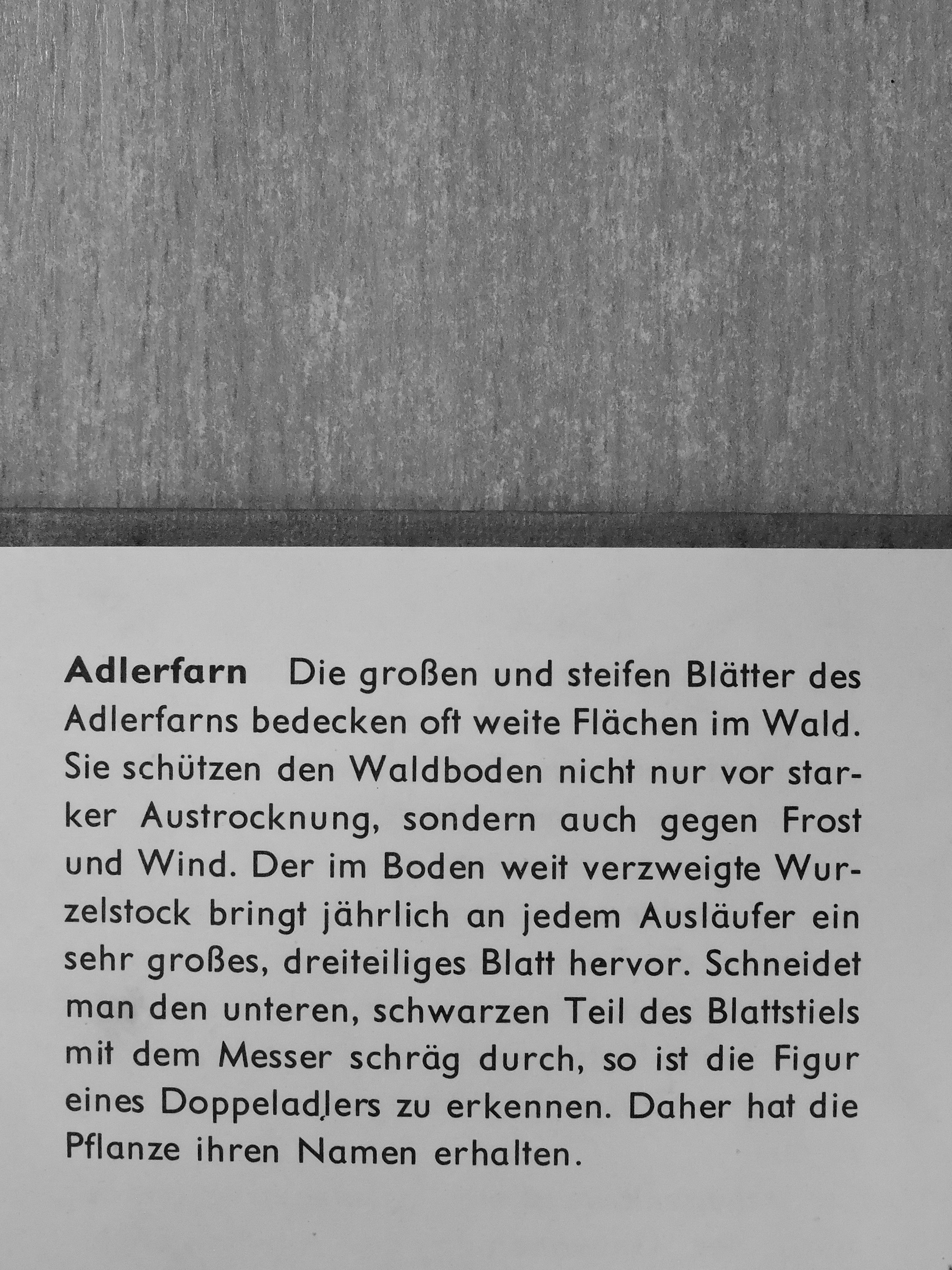 Juri Dmitrijew - Birke, Reh und Schwalbenschwanz [antikvár]