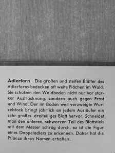 Juri Dmitrijew - Birke, Reh und Schwalbenschwanz [antikvár]