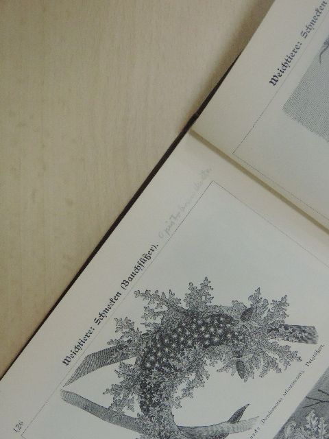 Dr. William Marshall - Bilder-Atlas zur Zoologie der Niederen Tiere (gótbetűs) [antikvár]