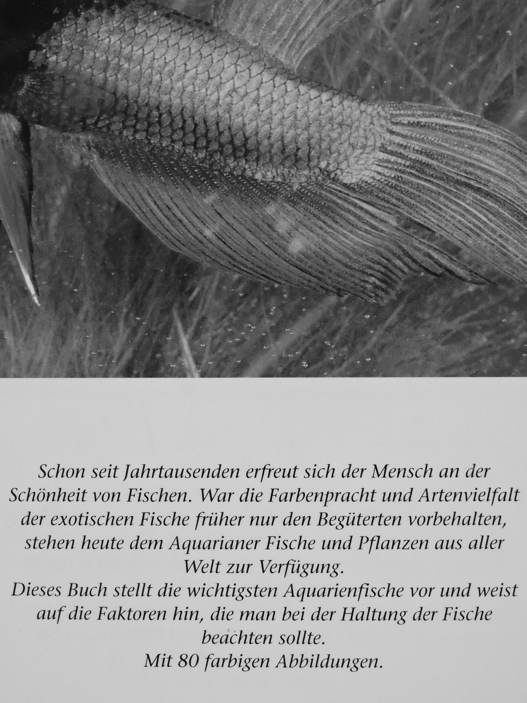 Andrew Cleave - Aquarienfische [antikvár]