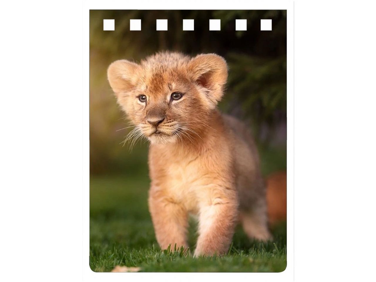 NA712 - Lion Prince Notebook A7