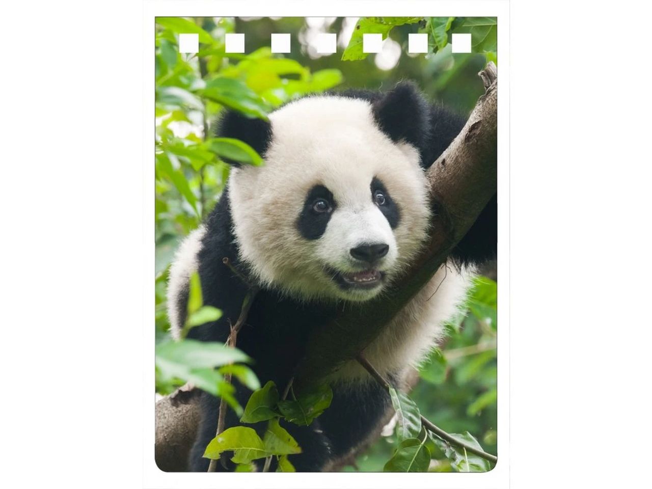 NA713 - Panda Notebook A7