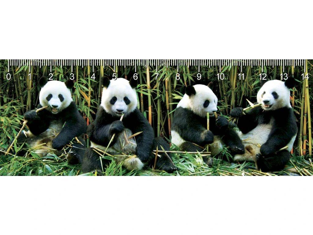 MC944 - Deep Pandas