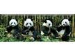 MC944 - Deep Pandas